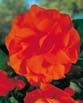 Begonia DOUBLE MEMORY ORANGE